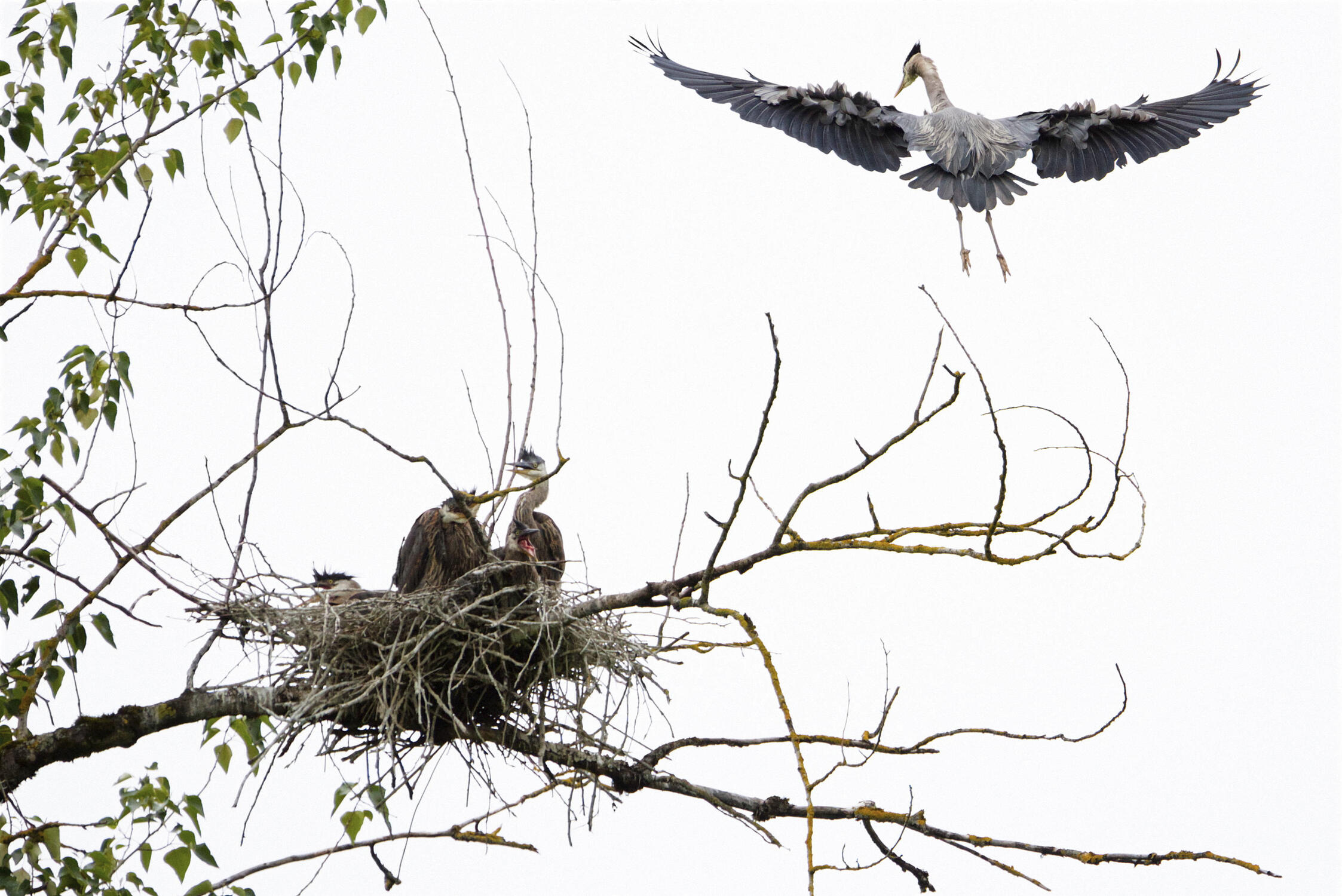 Great Blue Heron Family at Steigerwald Lake National Wildlife Refuge