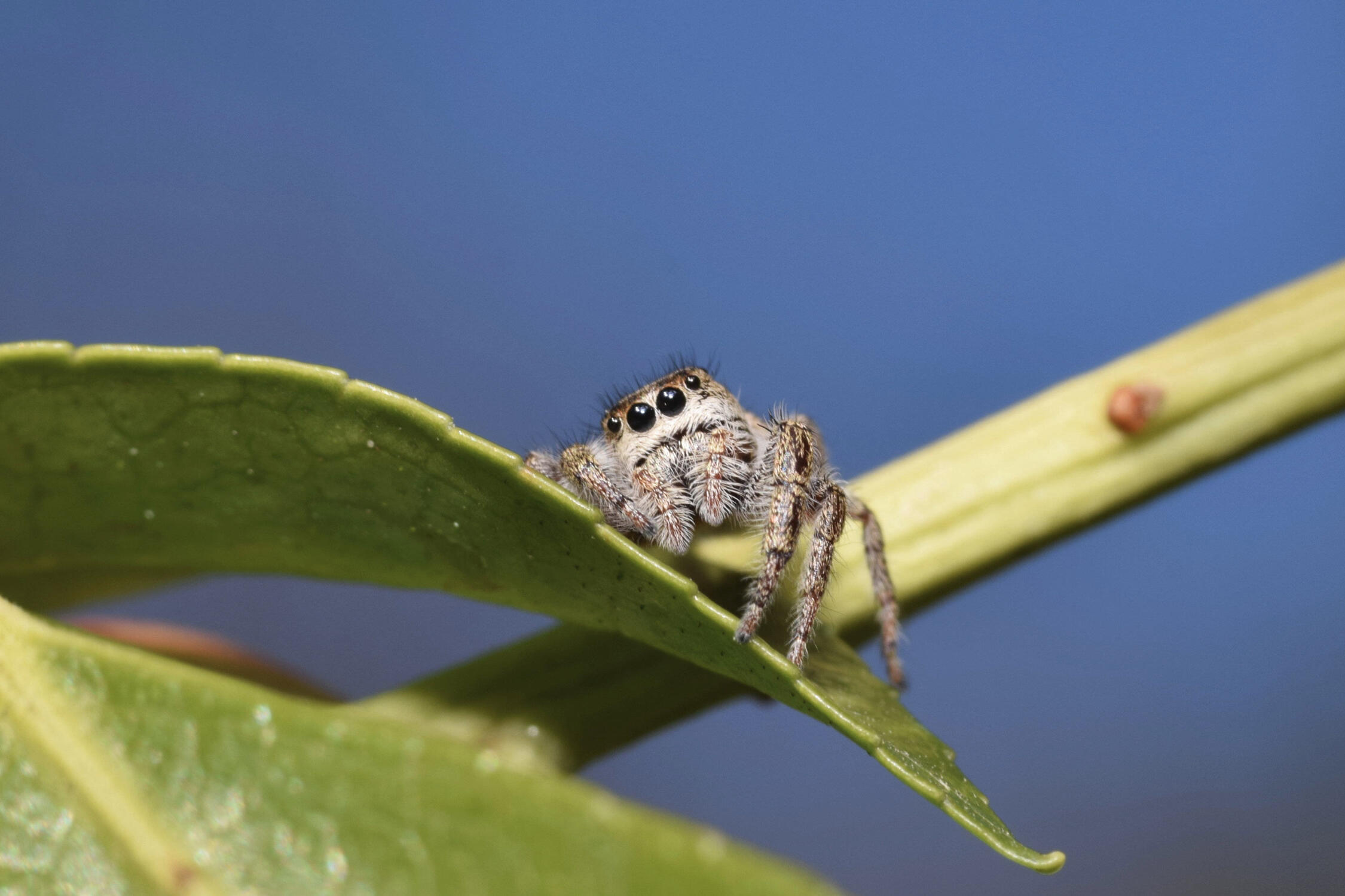 Jumping Spider