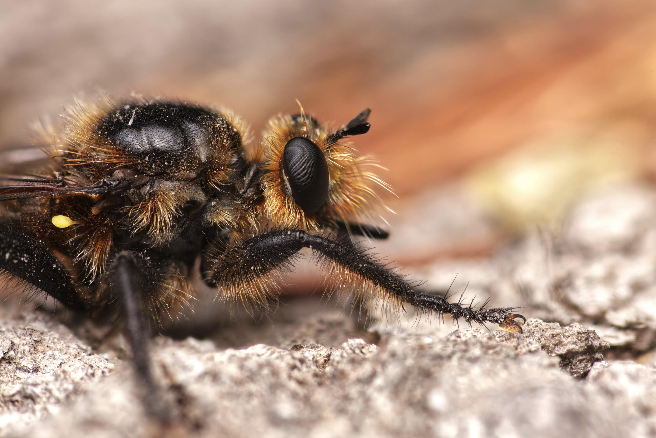 Robber Fly