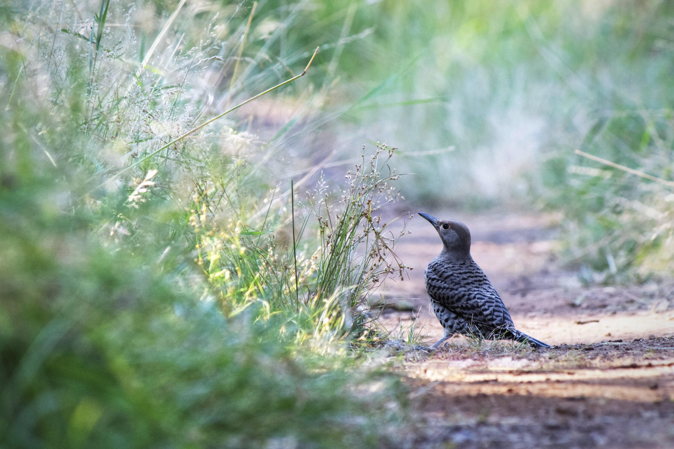 Northern Flicker