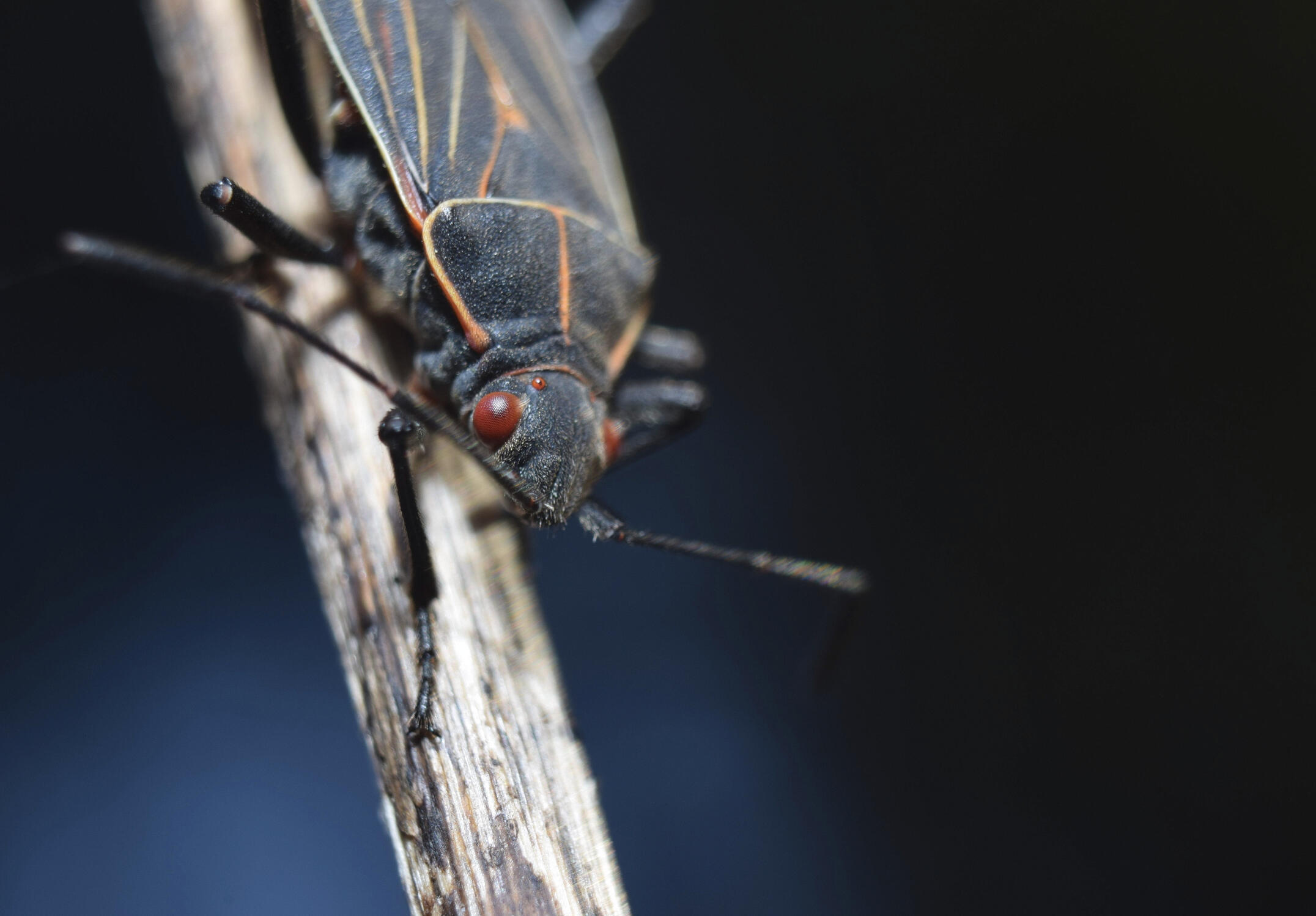 Boxelder Bug