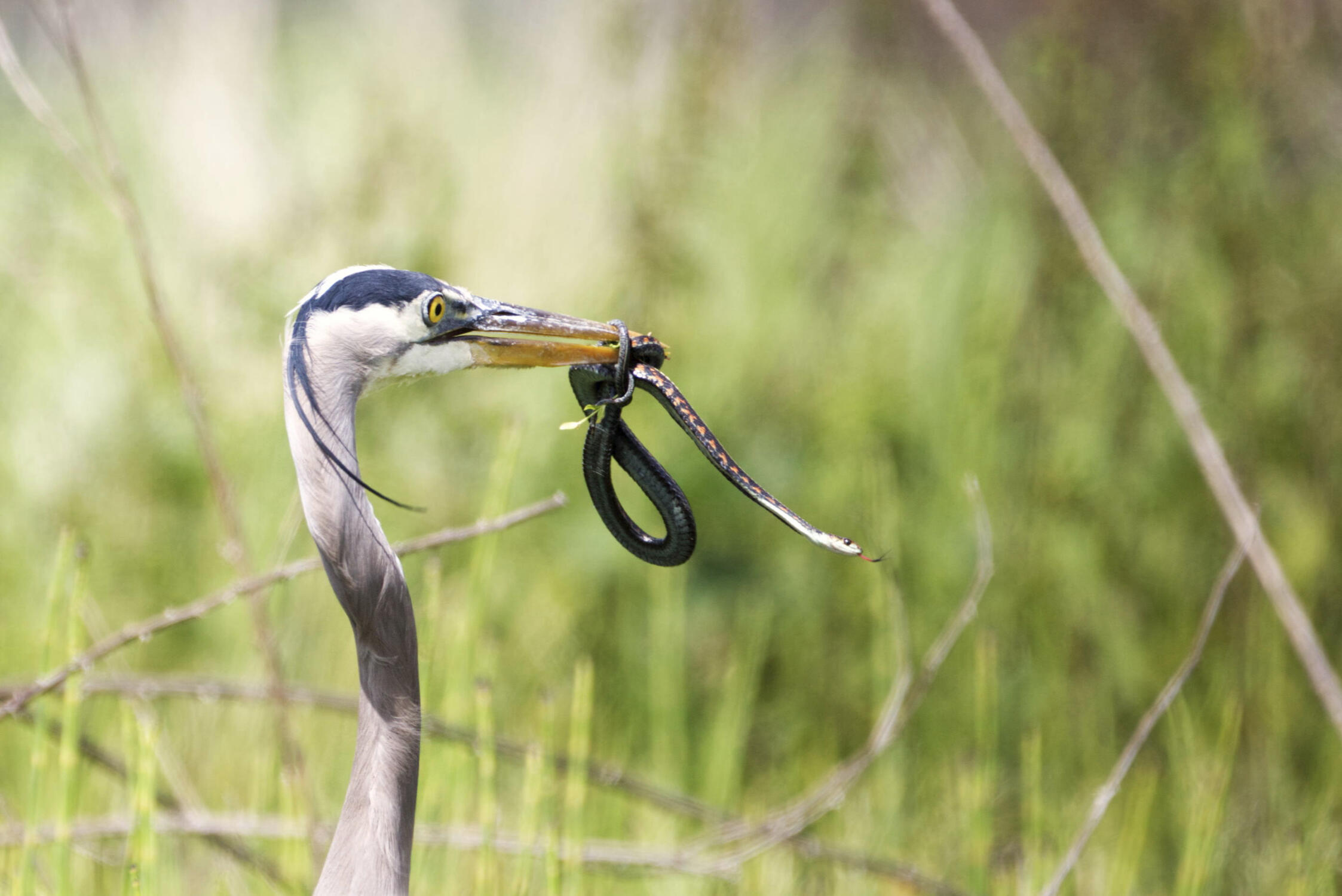 Great Blue Heron with Garter Snake